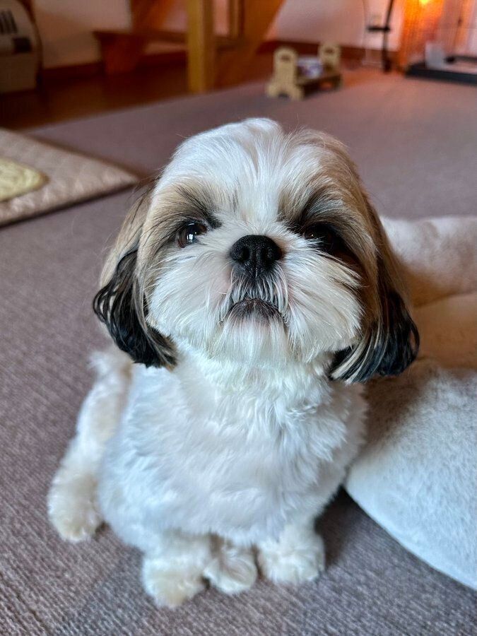 かわいらしさはそのまま？　成長後の華ちゃんの様子