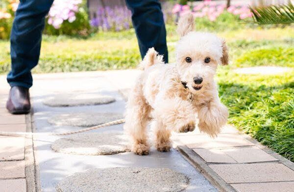 犬がもし散歩中に交通事故に遭ったら 飼い主はどうすればいい 獣医師が解説 いぬのきもちweb Magazine