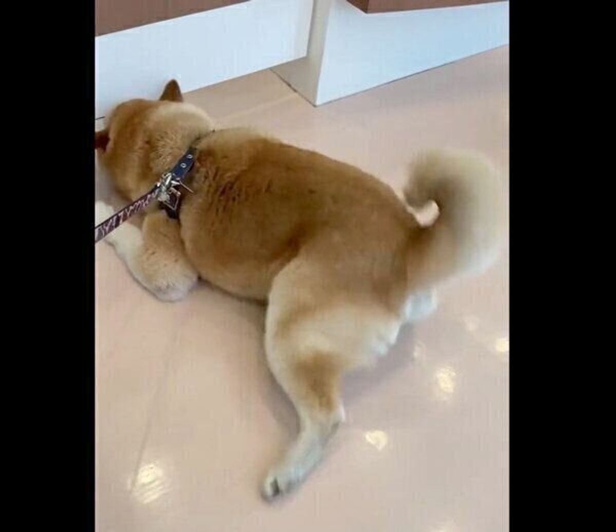 ボクの番まだー と前のめり 動物病院が好きすぎてたまらない犬の心理 獣医師解説 いぬのきもちweb Magazine ボクの番まだー と前のめり 動物病院が好きすぎてたまらない犬の心理 獣医師解説 いぬのきもちweb Magazine