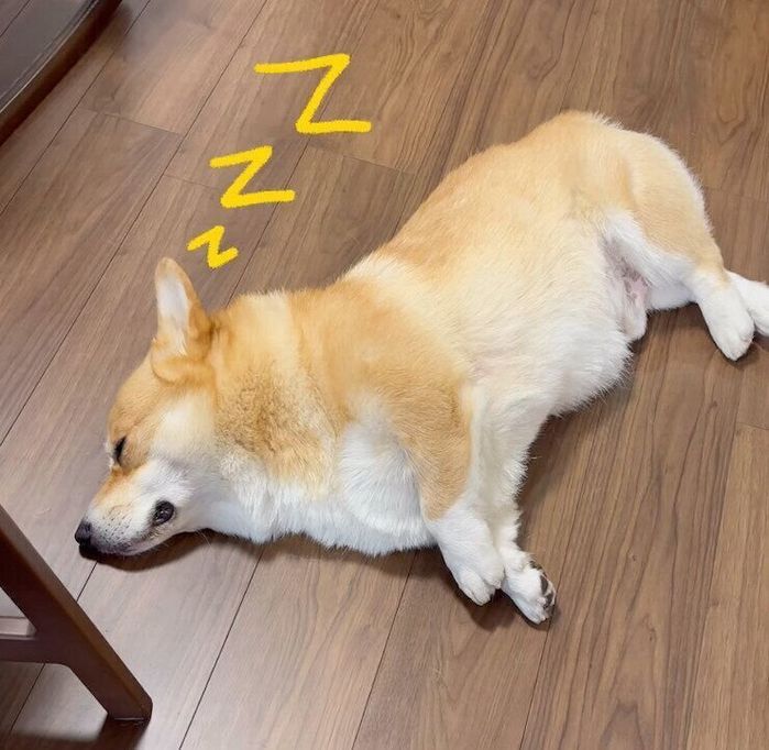 熟睡するジノくん