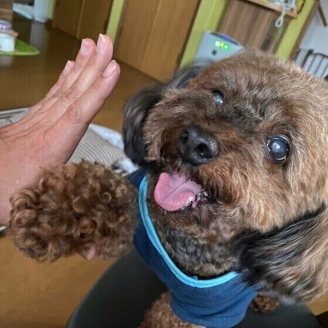 前足でちょいちょい するかわいい犬たち しぐさの理由も解説 いぬのきもちweb Magazine 前足でちょいちょい するかわいい犬たち しぐさの理由も解説 いぬのきもちweb Magazine