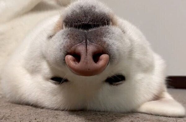 寝転がるもんたろうくん