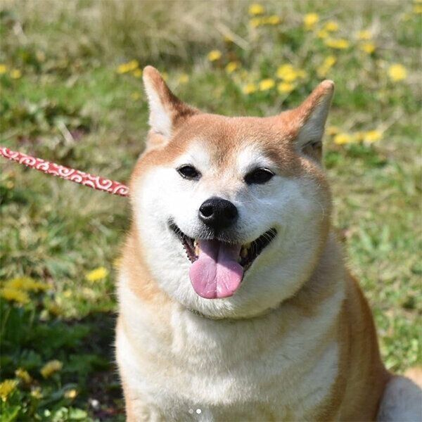 笑顔のポッキーちゃん