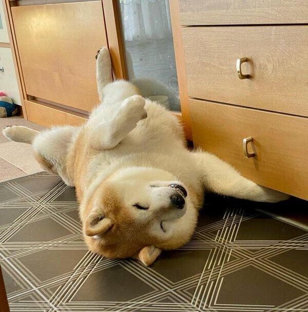 ヘソ天寝するあずきちゃん