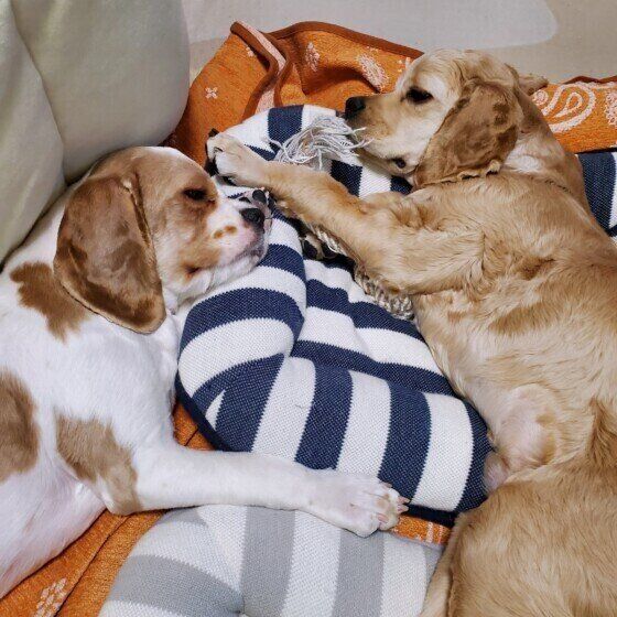 家の中で起こるシニア犬の思わぬケガを防ぐ方法とは いぬのきもち