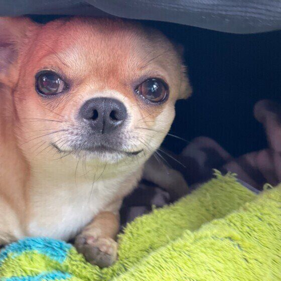 見つめるチワワ