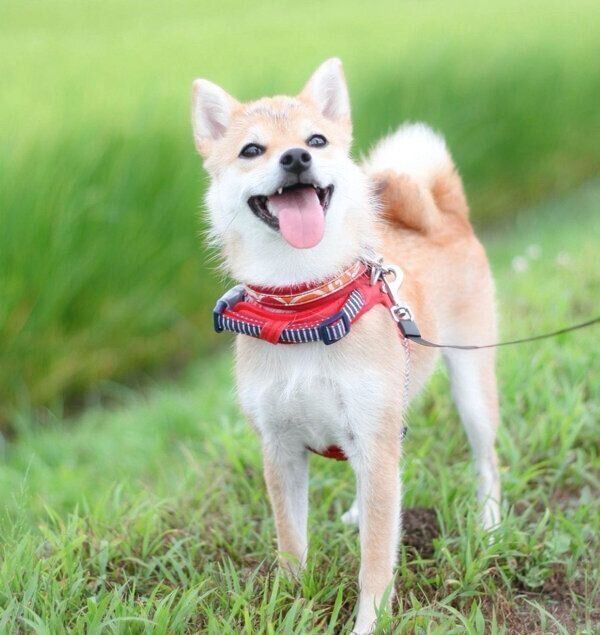 お散歩を楽しむこまりちゃん