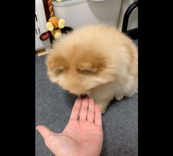 飼い主さんの手をなめるポメくん