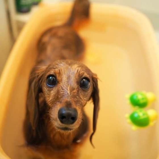 ダックスフンド