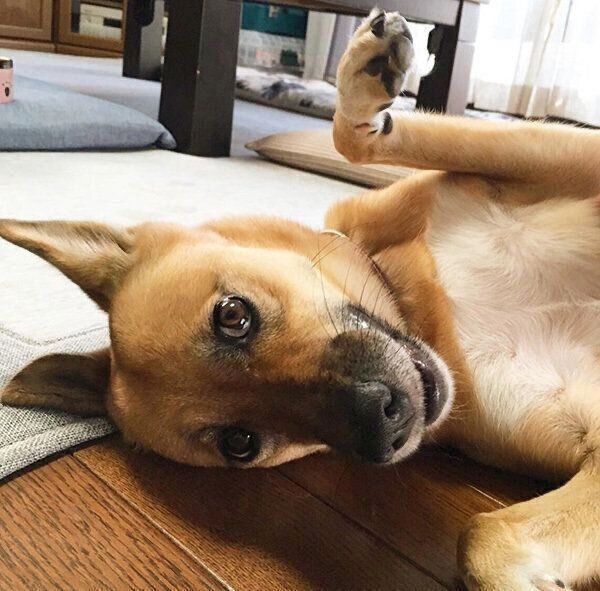 まったりするこむぎちゃん