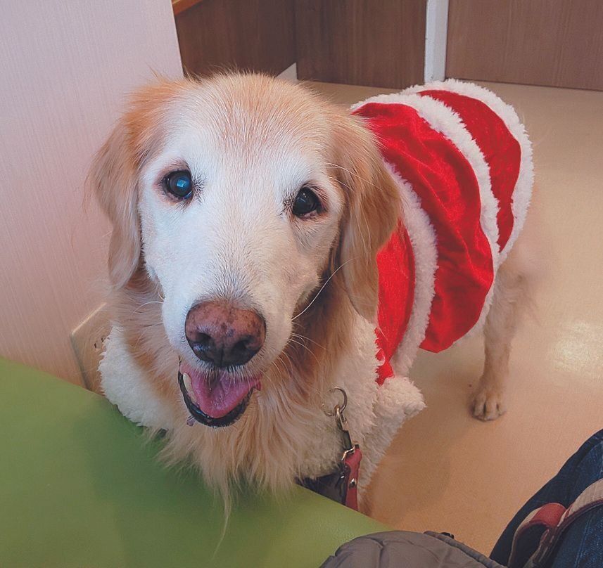 本間さんの愛犬ひめちゃん（メス・15才／ゴールデン・レトリーバー）
