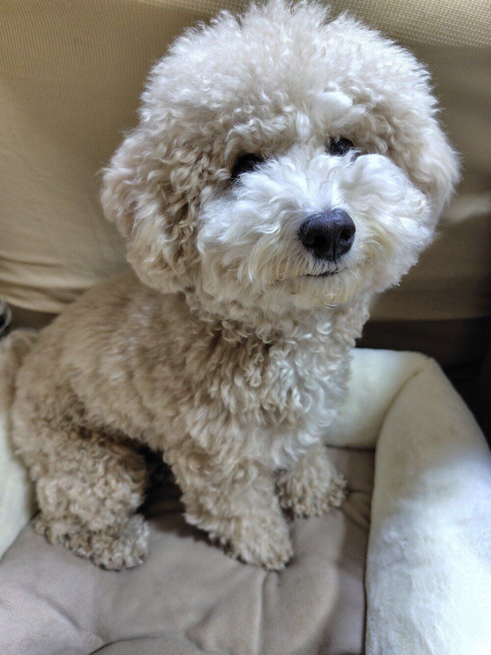 1才5カ月の犬