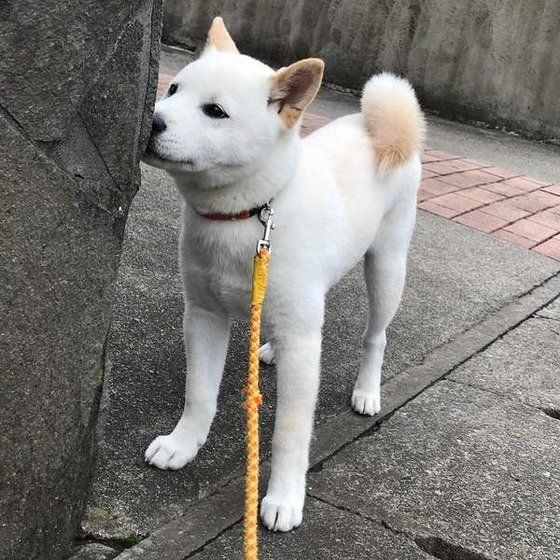 ちょっと意外 犬が クンクン する3つの理由と正しい対処法とは いぬのきもちweb Magazine