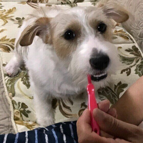 飼い主が使い古した歯ブラシはNG!犬用歯ブラシ選び方のポイント いぬのきもち