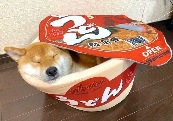 きつねうどんの「おあげ」のようになったゆきちゃん