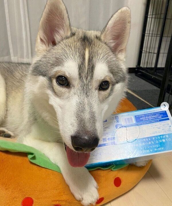 笑顔が可愛いステラくん