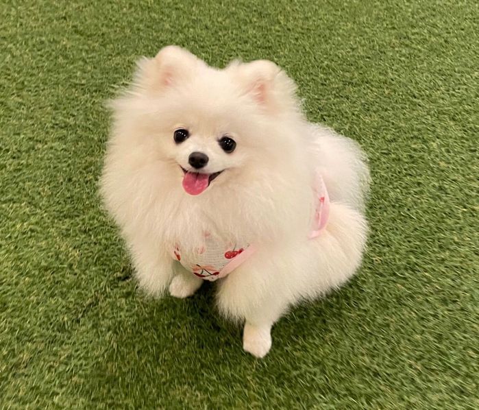 ドッグランで遊ぶましゅまろちゃん