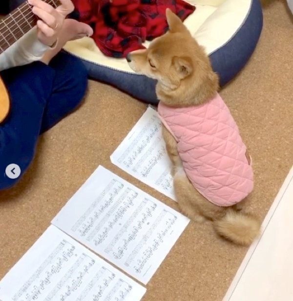 ギターを弾いているパパの邪魔をする福ちゃん