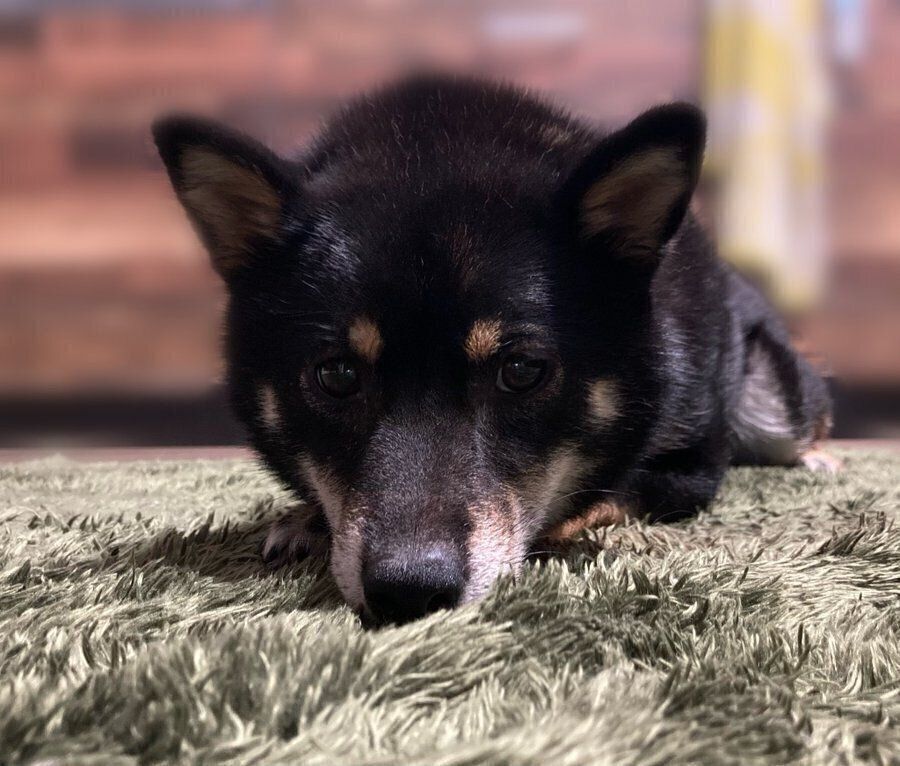 別の日に散歩を待つぺこちゃん