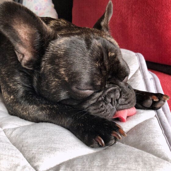 フレンチ・ブルドッグのフク君