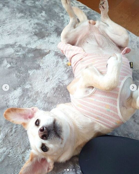 ヘソ天するはなこちゃん