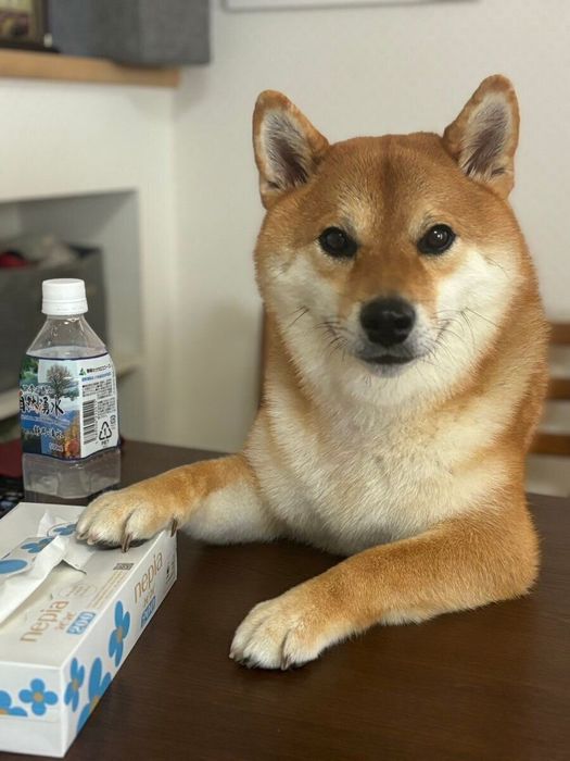 テーブルに体を乗せる柴犬