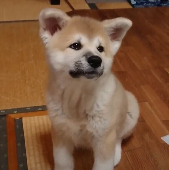 秋田犬の子犬
