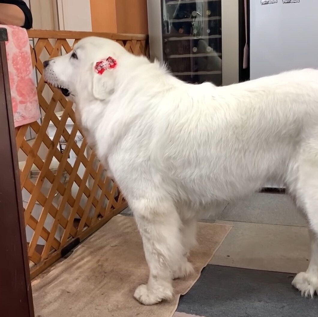 お母さんにかけあうルンルンちゃん