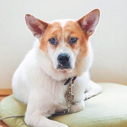 カフェデビューしたふうちゃん（推定３才）は明るい性格だそう