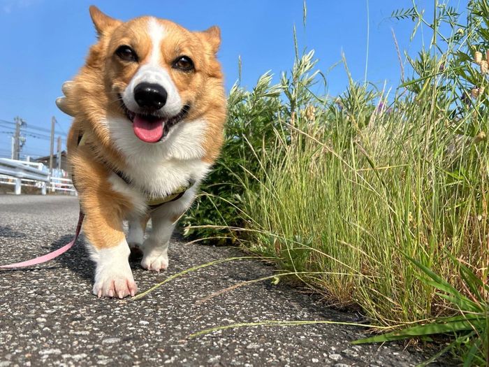 「キラキラ朝んぽ」の1枚。スマイルが輝いています。