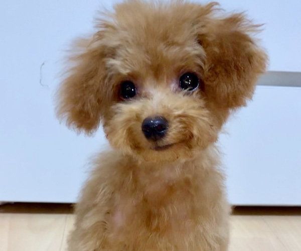 見つめるタイニープードル