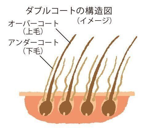 イラスト／来迎純子