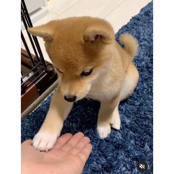 はじめて「オテ」をしたきなこちゃん