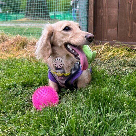 ミニチュア・ダックスフンドのモコちゃん