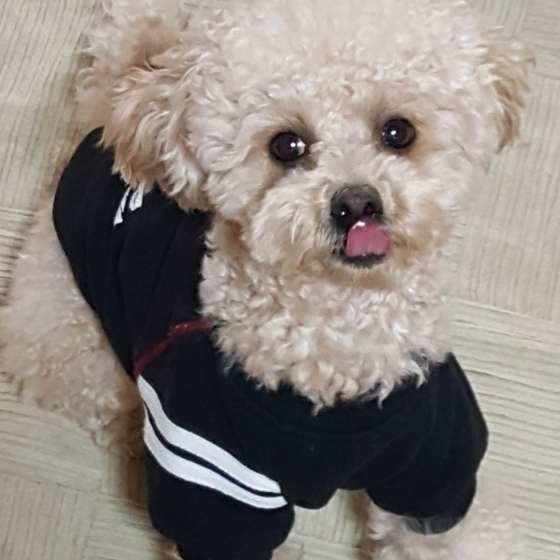 舌を出すトイ・プードル