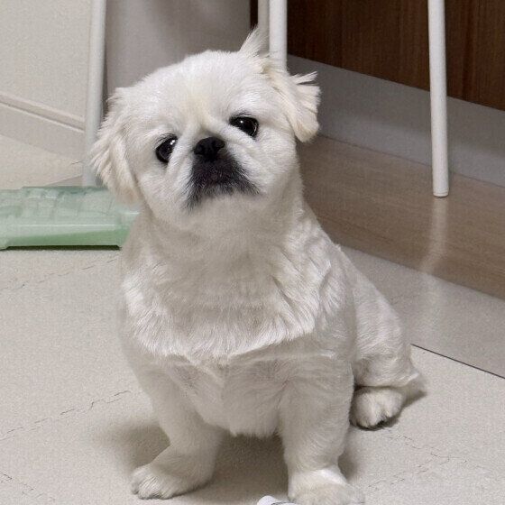 ペキニーズのおもちくん♪