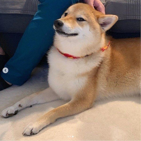 撫でられる柴犬