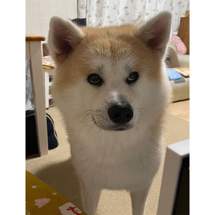 寝ぼけながら飼い主さんを出迎えるももちゃん