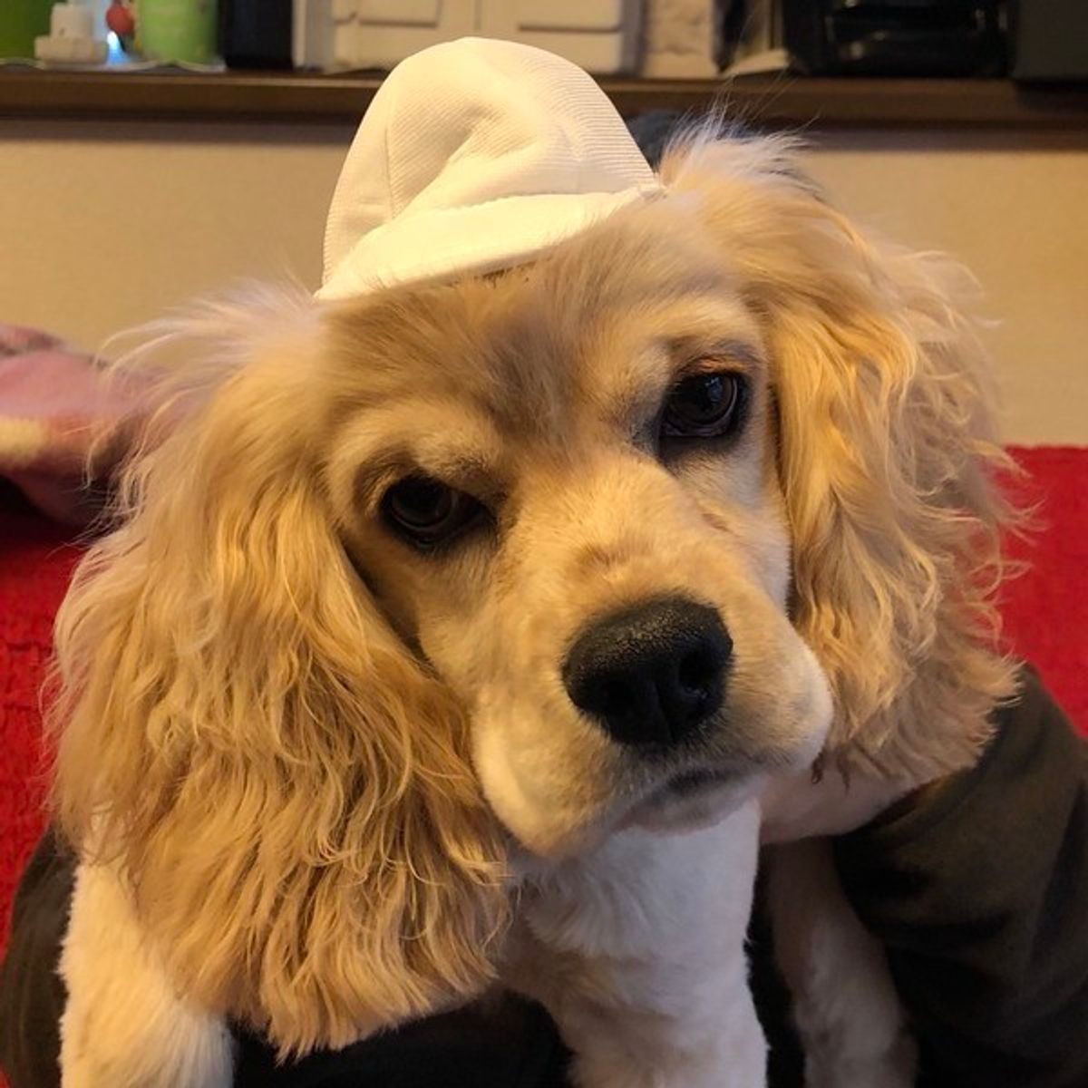 目と目で通じ合う 愛犬とのアイコンタクトを覚えて親密度up いぬのきもちweb Magazine 目と目で通じ合う 愛犬とのアイコンタクトを覚えて親密度up いぬのきもちweb Magazine