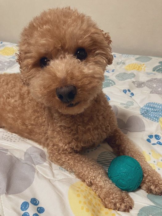 飼い主の布団がお気に入りな様子の犬