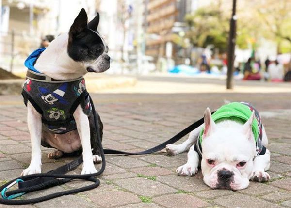 ふてくされるフレンチ・ブルドッグ