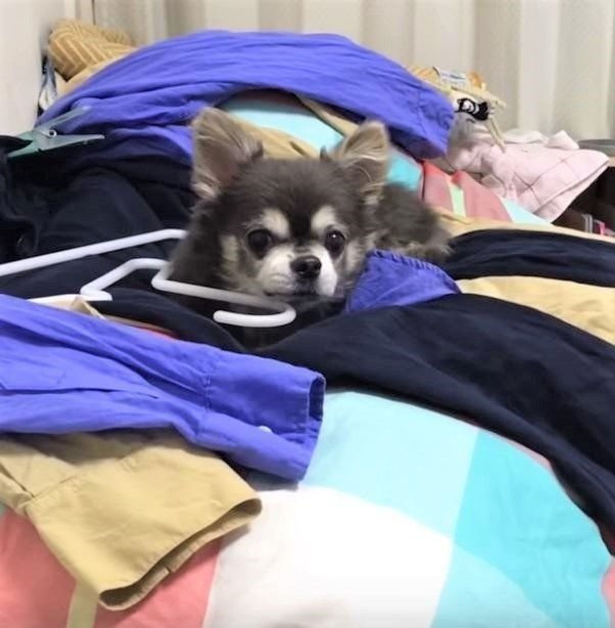 取り込んだ洗濯物の上がお気に入りのチワワ W 最後は いぬのきもちweb Magazine 取り込んだ洗濯物の上がお気に入りのチワワ W 最後は いぬのきもちweb Magazine