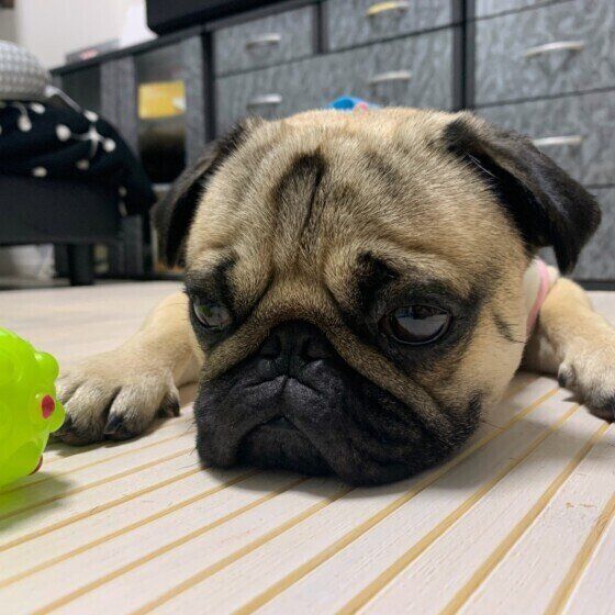 拗ねたような顔をするパグのたろいもくん