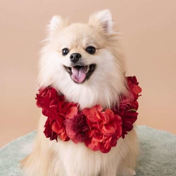 笑顔を見せるポメラニアン