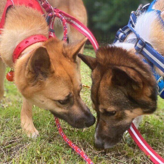 クンクンしあう元保護犬コンビ