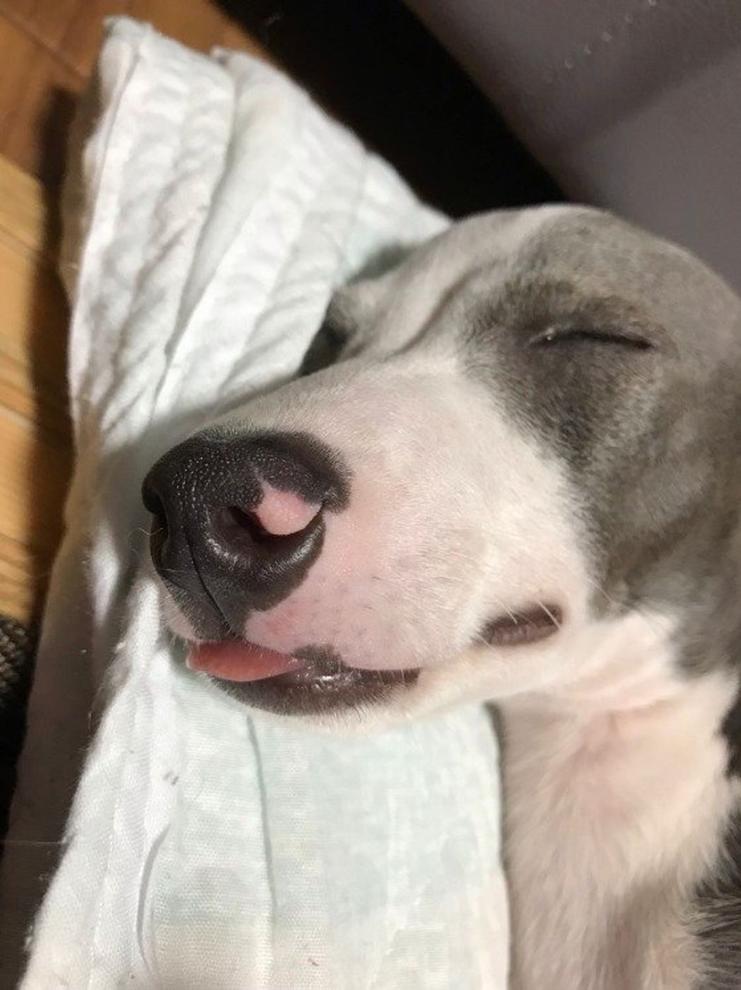 入会犬続出 全日本舌しまい忘れ協会 の画像に癒される いぬのきもちweb Magazine 入会犬続出 全日本舌しまい忘れ協会 の画像に癒される いぬのきもちweb Magazine
