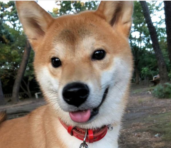 柴犬のアキナちゃん