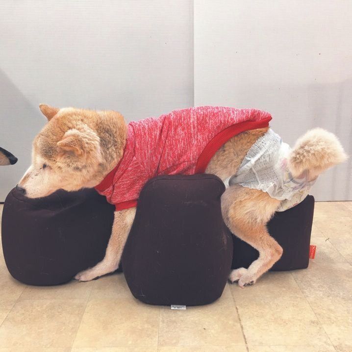 姿勢保持クッションに乗せる