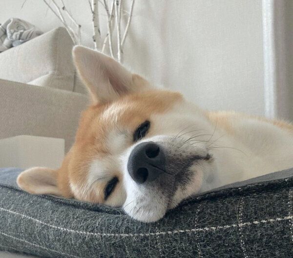 まったりする大吉くん