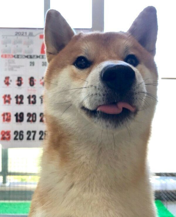 舌を出すこむぎくん